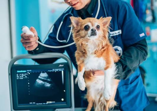 Ultrasonography in small animals session 1